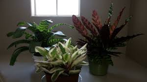 Калатея зебрина уход в домашних условиях / calathea zebrina care at home. Penerangan Mengenai Penyakit Dan Perosak Calathea Daun Berubah Menjadi Kuning Dan Kering Di Tepinya