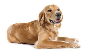 The golden retriever is a beautiful member of the dog world. Golden Retriever Price Everything You Need To Know My Dog S Name