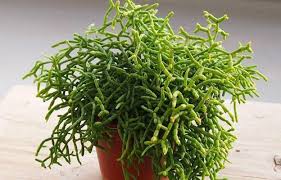 Cactus country is home to 4,000 species of cacti from all over the world | © keaton goode / culture trip. Coral Cactus Care Tips Rhipsalis Euphorbia Houmse