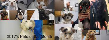 The care for my pets has always been excellent, and i spend a lot less than i have at my previous vet offices. Mission Viejo Veterinary Hospital Home Facebook