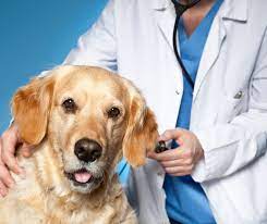 Maybe you would like to learn more about one of these? Veterinary Continuing Education Ce Courses Conferences For 2021 This Year Vetmeasure