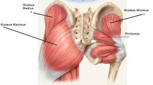 When you lower yourself down during a squat, you perform hip flexion, and when you stand up, you perform knee extension, so the the hip flexors are small muscles that run over the hip bones toward the thighs. Hip Pain Muscle Versus Joint Bucks Sports Chiropractic Dr Derek Gearhart