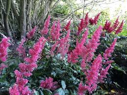 Astilbe Bloom Season Hybrids Mighty Chocolate Cherry Plant Zone