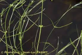 Image result for Callitriche