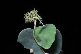 Image result for Antizoma angustifolia