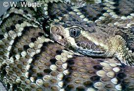 Image Result For Rattlesnake Eyes Rattlesnake Lizard Snake