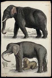 Elephant New World Encyclopedia