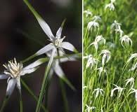 Image result for Bulbostylis schoenoides