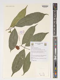 Image result for Vepris allenii