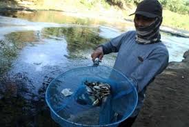 Memancing ikan mas di sungai umpan yang digunakan adalah umpan alami yang hampir sama dengan makanan asli di habitatnya. Ratusan Ikan Mati Di Sungai Cileungsi Diduga Karena Limbah Republika Online