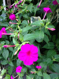 オシロイバナ 蜜