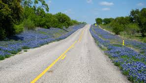 Salvia farinacea with proper care can bloom steadily for up to five years. Where To See Spring S Best Wildflowers In Central Texas And Beyond Culturemap Austin