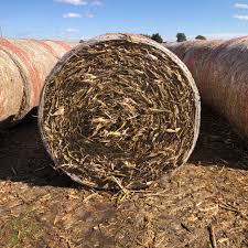 Maybe you would like to learn more about one of these? Corn Stalks Archives Haymap