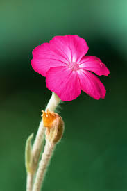 Nelkenartige (caryophyllales) … deutsch wikipedia. Kronen Lichtnelke Wikiwand