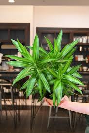 Image result for Dracaena reflexa