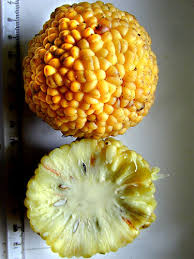 Image result for Maclura