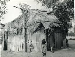 Image result for Kampochloa