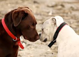 Canine herpes virus, more commonly known as fading puppy syndrome, can be a devastating disease if it hits your kennel. How Common Is Canine Herpesvirus In Dogs Petmd