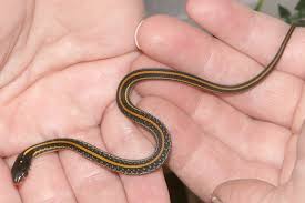 You'll find both the redstripe ribbon snake and the western ribbon snake are common snakes of texas, relatives of the garter snake, another one commonly found. Facebook