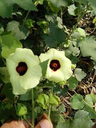 Image result for Hibiscus vitifolius