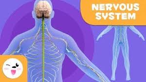 Let us talk more about the brain and the associated organs. The Nervous System Human Anatomy For Children Youtube