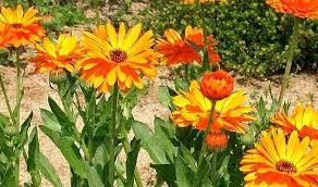 Calendula Health Benefits And Side Effects Medicinal Herbs Garden Calendula Annual Plants