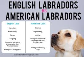 The Difference Between English Labradors And American