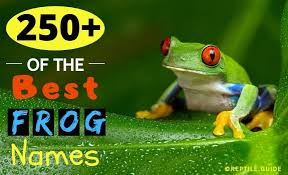 250 Best Pet Frog Names To Perfectly Suit Your New Pet