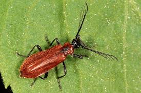 Check spelling or type a new query. Pyrochroidae Fire Colored Beetles Biolib Cz