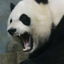 300x300 Jpg 300 300 Panda Panda Bear Death Metal