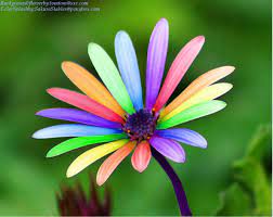 Google Image Result For Http Www Deviantart Com Download 129175397 Color Spla Color Splash Photography Color Splash Rainbow Flowers