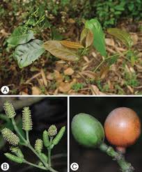 Image result for Gnetaceae