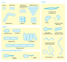 bacteria wikipedia