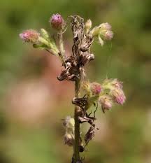 Image result for Blumea axillaris