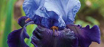 This is because the single flower plant invests more energy in nectar. Best Spring Flowers To Attract Bees In Mid To Late Season Breck S
