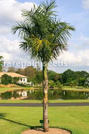 Image result for Gaussia maya