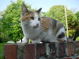The only one that i have ever seen in the wild was in. Wikipedia On Twitter A Group Of Feral Cats Is Called A Destruction A List Of English Terms Of Venery By Animal Https T Co Jgcdilj3zu