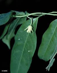 Image result for Artabotrys stolzii