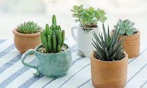 Cacti & succulents indoor plants all categories deals alexa skills amazon devices amazon fashion amazon fresh amazon pantry appliances apps & games baby beauty books car & motorbike clothing. How To Buy Succulent Plants Online In India India Gardening