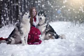 We are breeders of giant alaskan malamute puppies, siberian husky puppies, & samoyed puppies. Giant Alaskan Malamutes Dolores Colorado