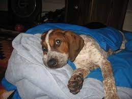 Pin On Red Tick Coonhound