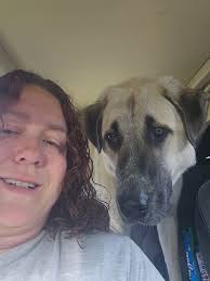 So I've been taking Winston to training classes and he's doing pretty good  except he's become increasingly non treat motivated. This obviously makes  training a little difficult. For now I've been giving