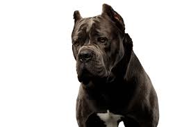 Cane corsos are an ancient breed of guard dog from italy. Cane Corso Rassebeschreibung Charakter Co Dogbible