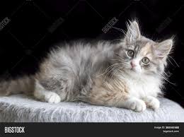 Abnormalities such as pigmentation, hypersensitivity and in the case of your calico, she is an older cat who is experiencing a sub clinical form of a skin problem. Pet Animal Cute Image Photo Free Trial Bigstock