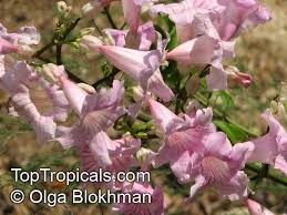 Image result for Podranea brycei