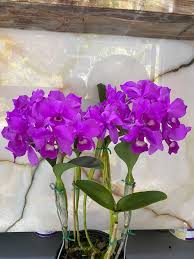 Image result for Rhipidoglossum rutilum