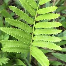 Image result for Cyclosorus interruptus