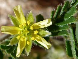 Image result for Tribulus terrestris