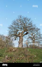 Image result for Quercus sp.