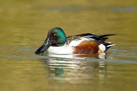 How many duck breeds are in the subject index of the bantam standard? Quiz What Kind Of Duck Are You Because Birds